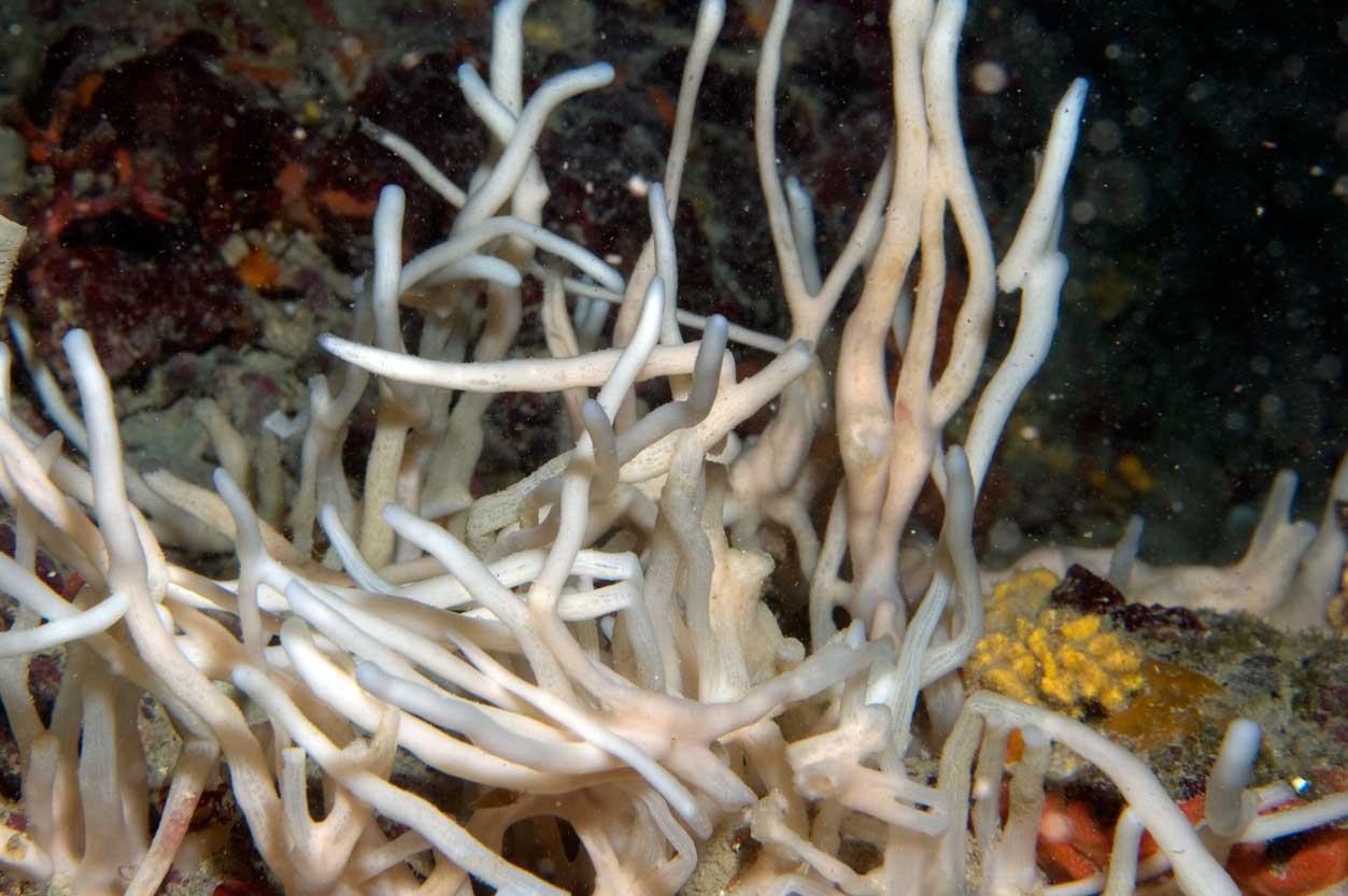 Halichondria semitubulosa